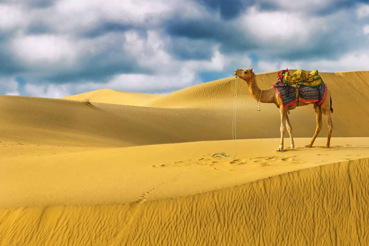 Rajasthan Desert